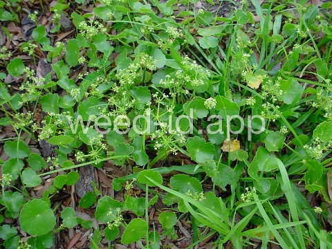 pennywort, whorled